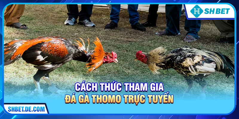 Cách Thức Tham Gia Đá Gà Thomo Trực Tuyến