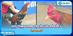 Đá gà C1 – Đỉnh Cao Trường Đấu Và Kinh Nghiệm Cá Cược Bất Bại Tại SHBET