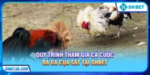 Đá Gà Cựa Sắt - Đỉnh Cao Và Trải Nghiệm Cá Cược Tại SHBET